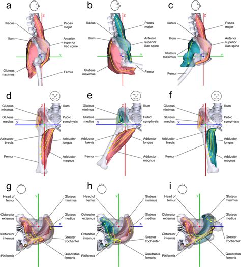 Hyperextension Anatomy