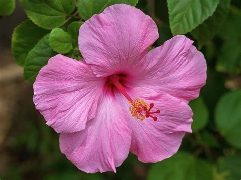 Pink Hibiscus Flower By Daniel Forster Photography Hibiscus Flowers Hibiscus Plant Hibiscus Bush