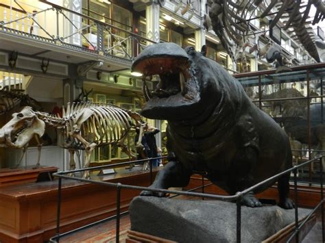 National Museum of Ireland – Natural History – ichbinbobby