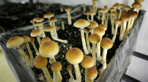 What Should You Know About Magic Mushrooms In Montreal Trend Mut