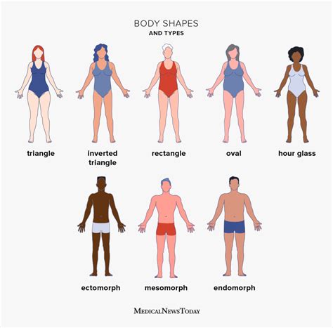 What are some different body types?