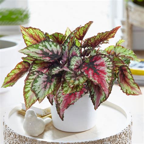 Begonia Rex Red Tango King Begonia Indoor Air Purifier - Etsy UK