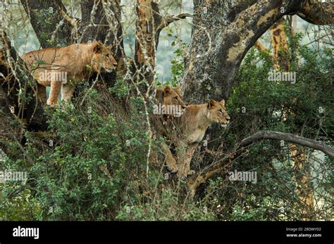 Alert and threatening lionesses in tree. Photographed at Lake Manyara National Park. Home of the ...