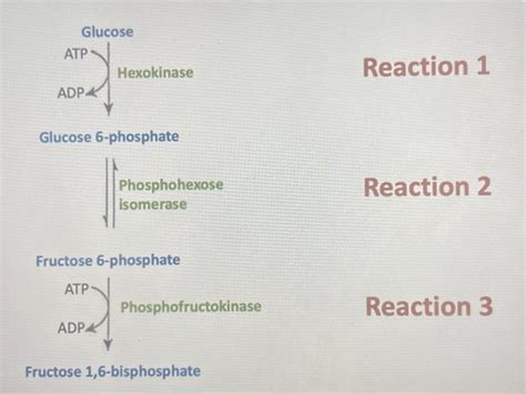 NAM - anaerobic metabolism Flashcards | Quizlet