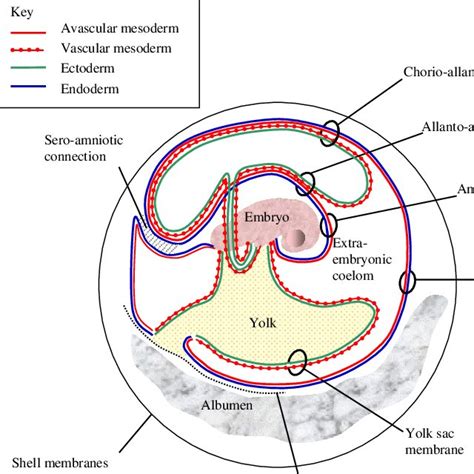 (PDF) Development of Extra-embryonic Membranes and Fluid Compartments