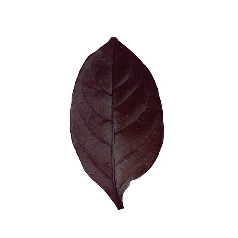 a purple leaves Graptophyllum pictum 11841922 PNG