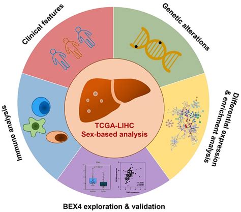 Sex Differences In Hepatocellular Carcinoma Indicated Bex4 As A Potential Target To Improve