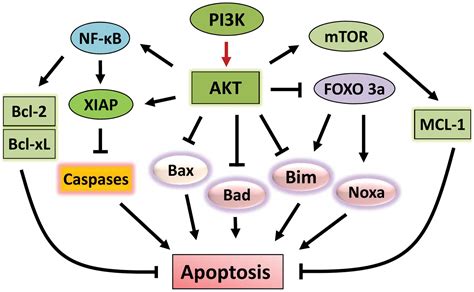 Radiation Induced Signaling Pathways That Promote Cancer Cell Survival