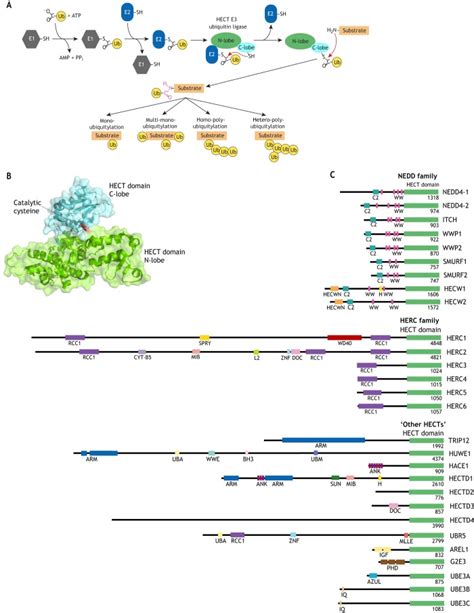 Hect E3 Ubiquitin Ligases Emerging Insights Into Their Biological