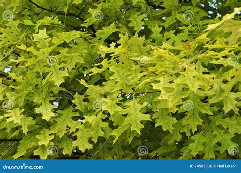 Tree Health Problems Chlorosis Stock Photo Image Of Closeup Health