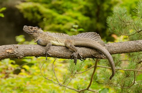 Philippine sailfin lizard | Oregon Zoo