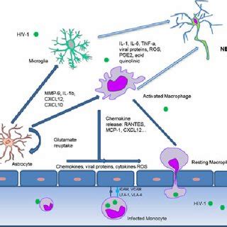 Mechanism Of Neuropathogenesis The Two Main Components Of This