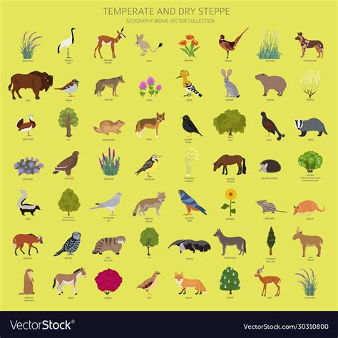 Temperate and dry steppe biome natural region Vector Image