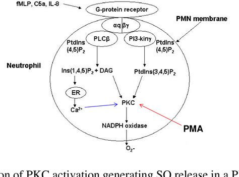 Figure From Mitoquinone Mitoq Exerts Antioxidant Effects