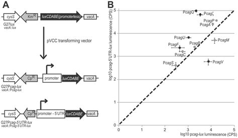 Comparison Of The Pcag Lux And Pcag Utr Lux Reporter Signals A