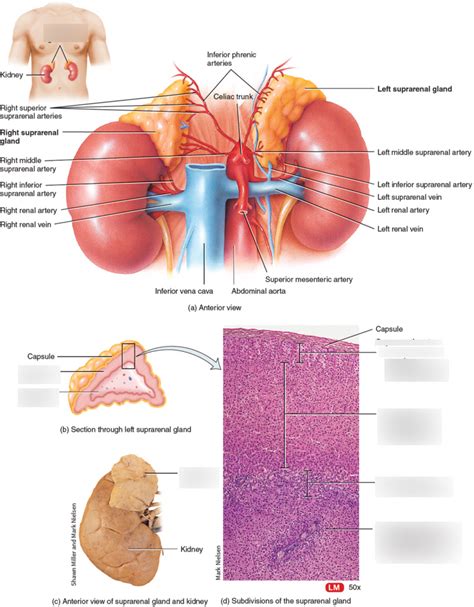 Adrenal Cortex Diagram Quizlet