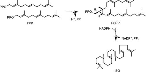 Biosynthesis Of Squalene From Farnesyl Diphosphate In Bacteria Three