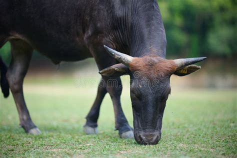 Pastores De Taurus De Vacas Negras En Un Campo Foto De Archivo Imagen