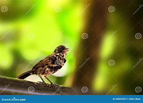 Black And White Finch Bird Florida Stock Image Image Of Wildlife