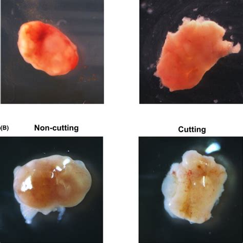 Ovarian Fibrosis Is Abrogated By Cutting The Ovarian Surface A Psr