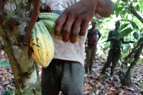 La Culture Du Cacao D Cime Les For Ts De C Te Divoire Euractiv Fr