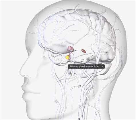 Pituitary Gland – Nursing Lecture