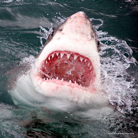 Oceanic White Tip Shark Teeth