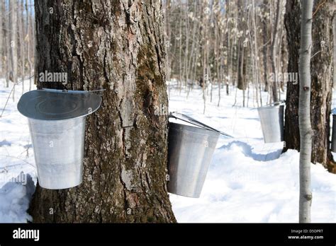 Maple Syrup Season Pails On Trees For Collecting Maple Sap To Produce