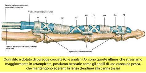 Le Lesioni Della Puleggia Nei Climbers Fisioterapia Genova