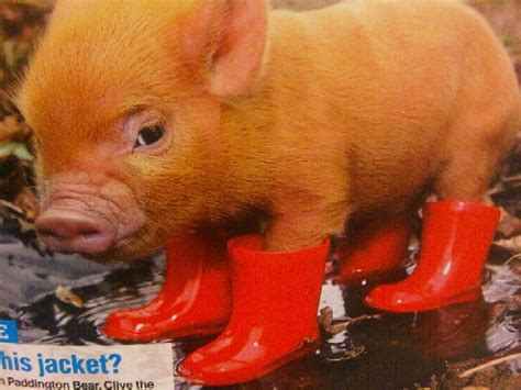 Teacup Pigwe Will Have One Someday And Yes I Will Buy Him Boots