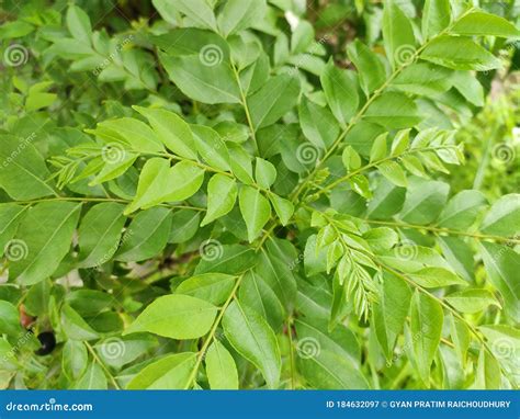 curry leaf tree stock image image  cuisine patta
