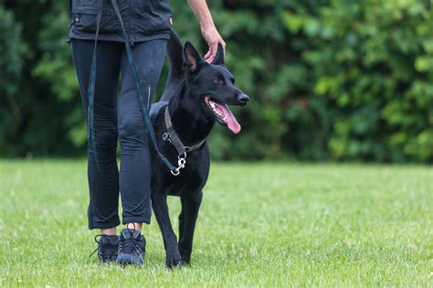 Eduquez Votre Chien Comme Un Pro Avec Cet Objet Insoup Onn Que Tout Le