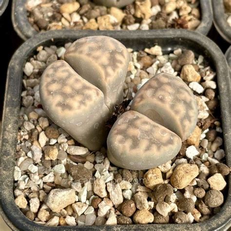 Lithops Karasmontana Ssp Eberlanzi C149 Cactus Y Suculentas Online