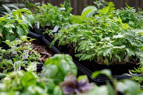 How to Care for Seedlings: Growing Healthy Seedlings - Minneopa Orchards