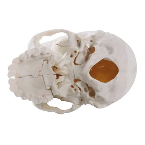 Disarticulated Human Exploded Skull Model Life Siz Parts Kico