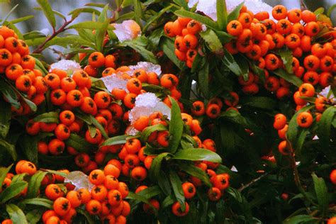 Von der Blüte zur Beere Fertighecke Pyracantha von Mobilane