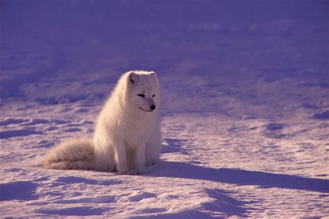 Arctic Fox Wallpaper High Definition High Resolution Hd Wallpapers