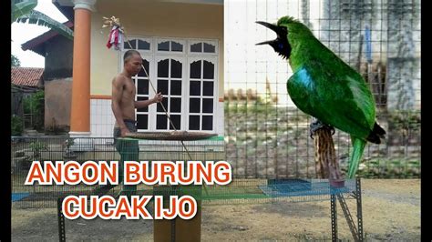 MELATIH MENTAL BURUNG CUCAK IJO DI UMBARAN YouTube