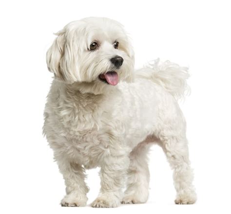 Maltese Dog Breed Profile – Top Dog Tips