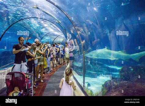 Underwater tunnel in an aquarium, L'Aquarium, Moll D'Espana, Barcelona ...