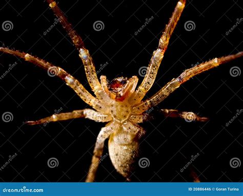 Spider Attack Royalty Free Stock Image - Image: 20886446