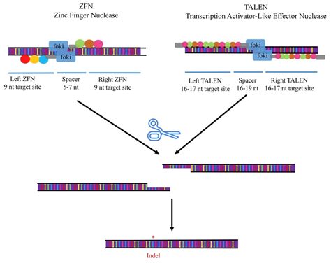 ゲノム編集の原理と手引き～crispr Cas9とは？ Learning At The Bench