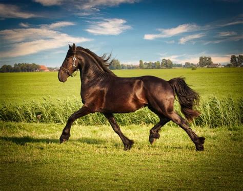 High Quality Friesian Horses For Sale Friesians For Sale