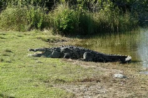 A wildlife photographer on the hunt for 'Croczilla' felt 'small and ...