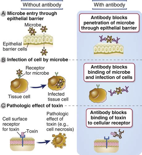 Effector Mechanisms Of Humoral Immunity Flashcards Quizlet