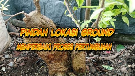 Pindah Lokasi Ground Bahan Bonsai Mentri Mentaos Anting Putri