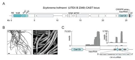 Science：cas12k！张锋开发crispr相关转座酶系统，能将dna片段精确地插入目标位点 知乎