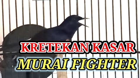 Kretekan Kasar Murai Batu Fighter Sangat Cocok Untuk Pancingan Murai