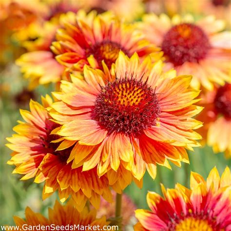 Common Blanketflower Seeds Gaillardia Aristata 300 Seeds Garden