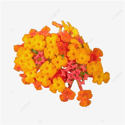 Red Lantana Flower Red Lantana Summer Png Transparent Clipart Image